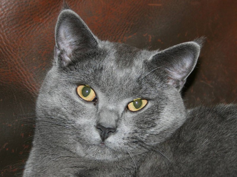 Кот британец Смоки