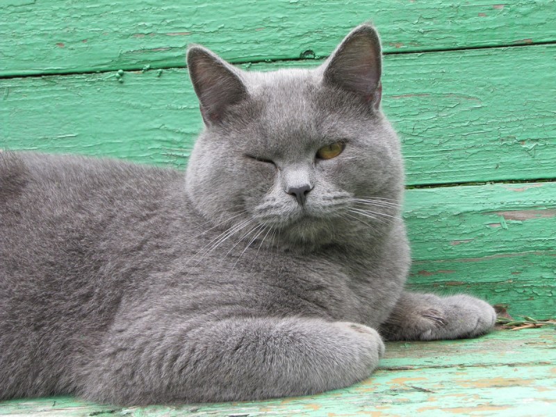 Британка прямоухая кошка