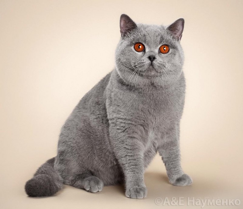 Скоттиш страйт серый
