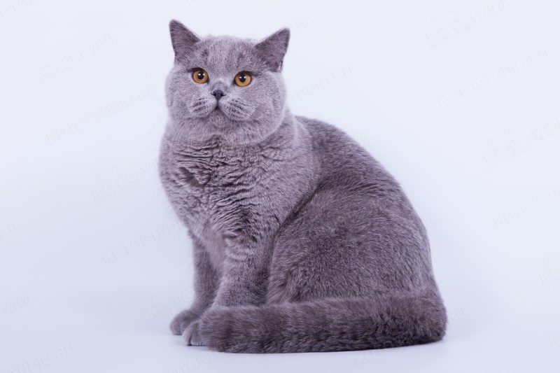 Британская короткошёрстная кошка