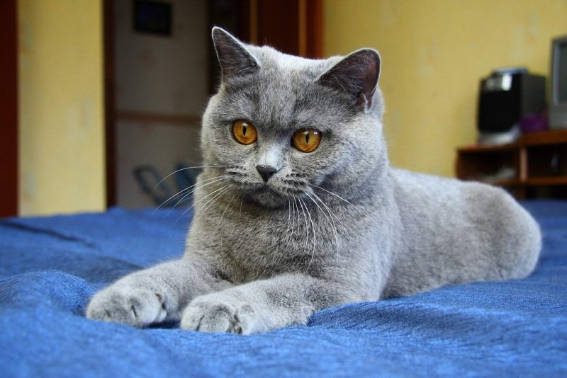 Британская короткошёрстная кошка шиншилла