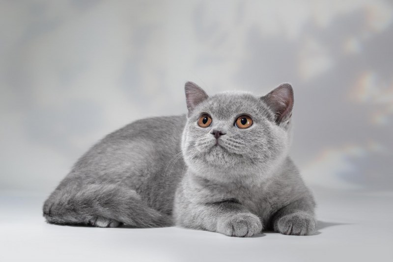 Британская короткошёрстная кошка шартрез