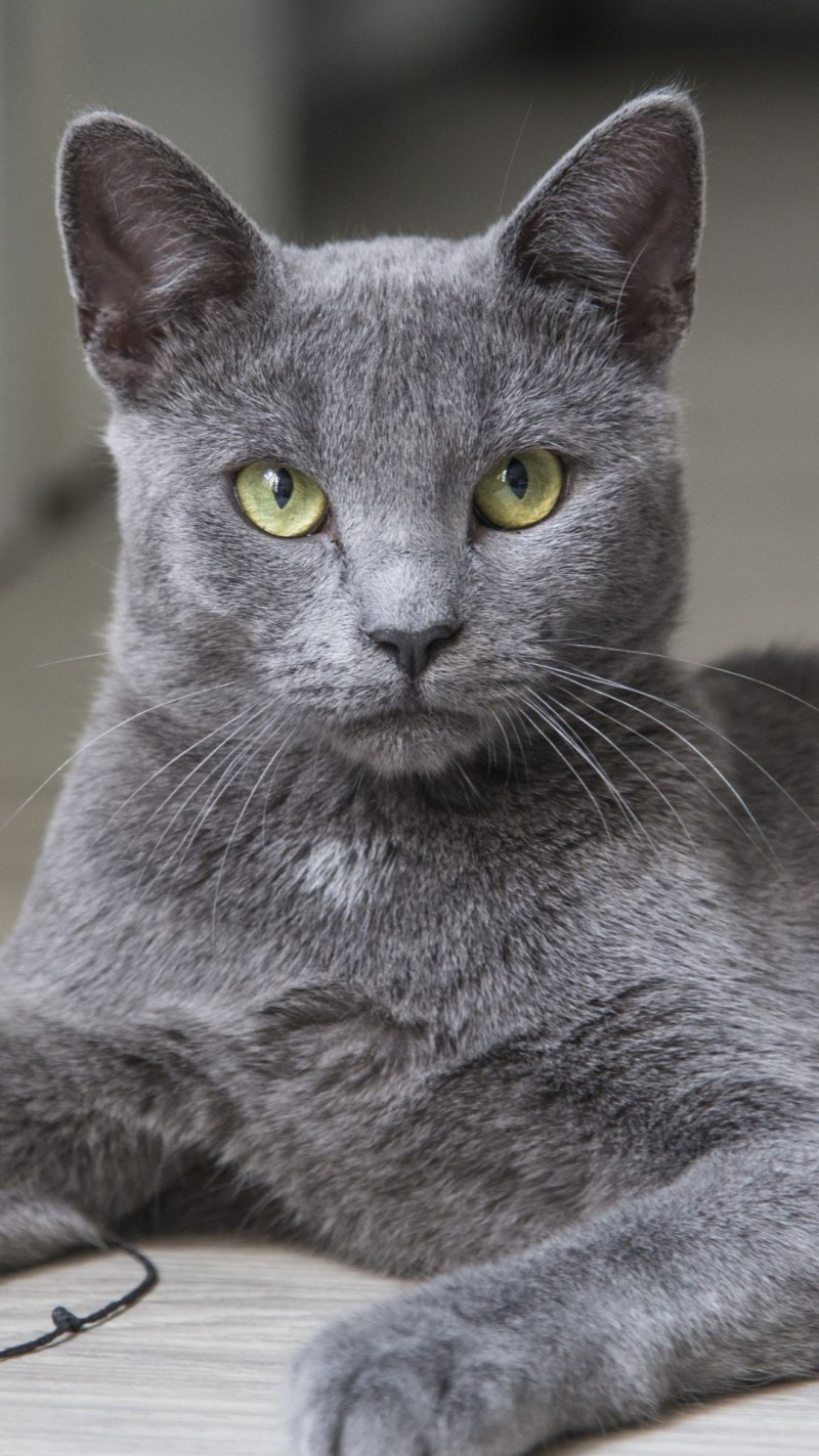 Британский короткошерстный кот полосатый