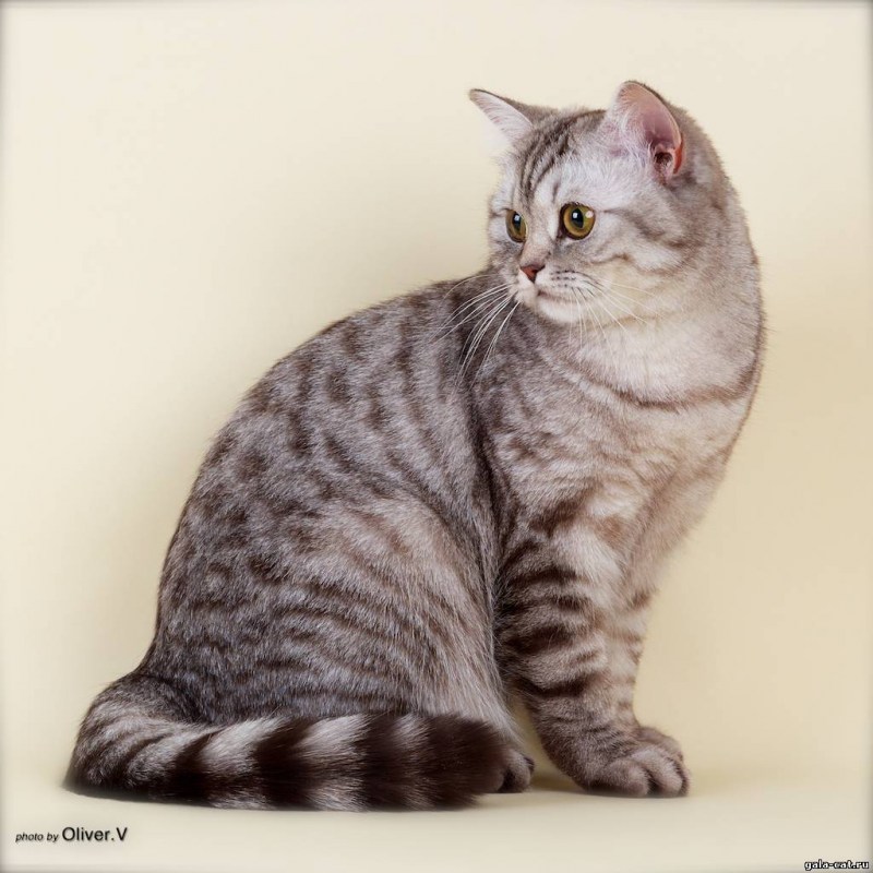 Британские котята серые