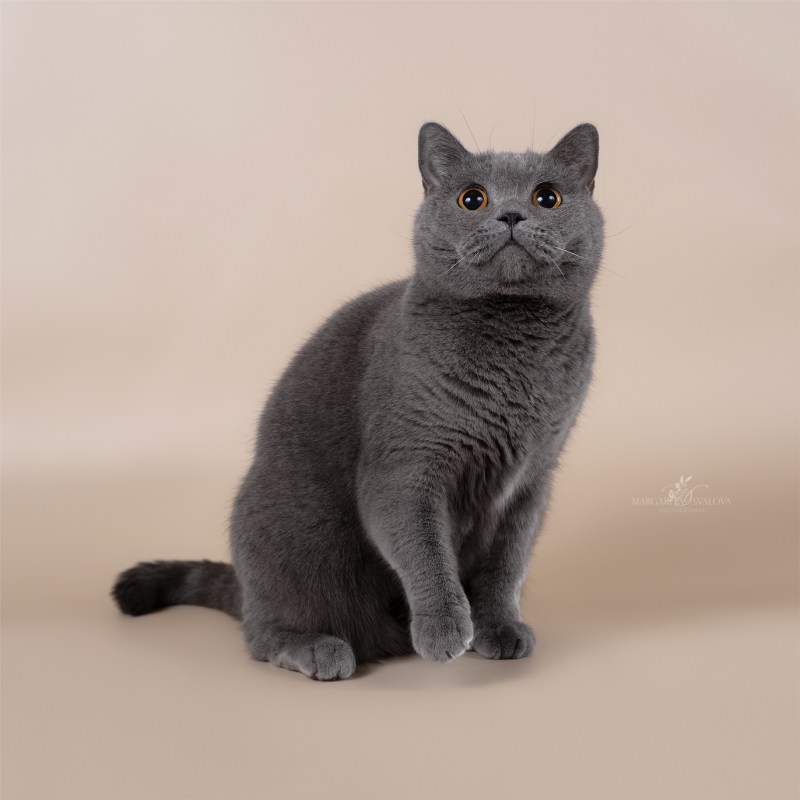 Британская кошка короткошерстная серая