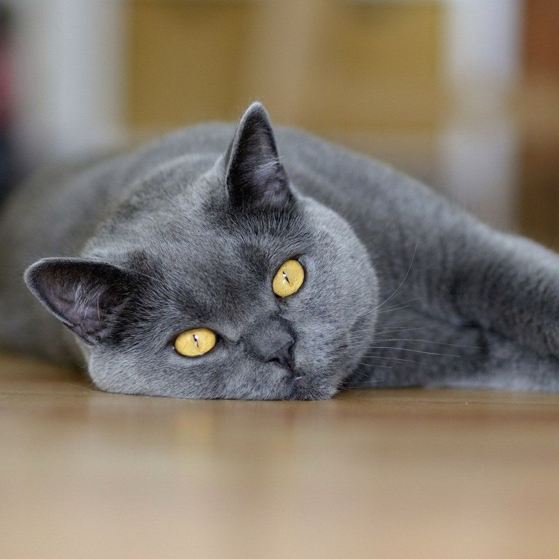 Британская кошка короткошерстная серая