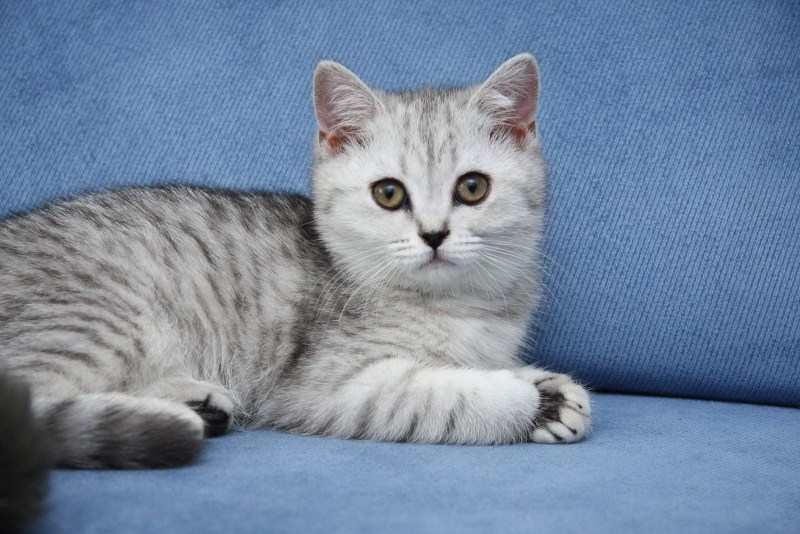 Русская голубая кошка короткошерстная серая