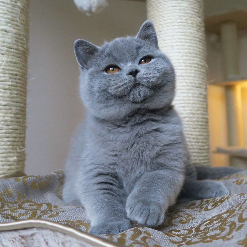 Британец прямоухий котенок