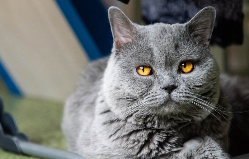 Взрослый британский кот