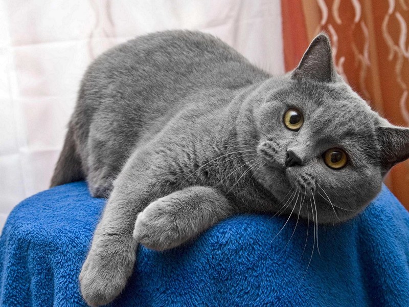 Британская кошка короткошерстная серая