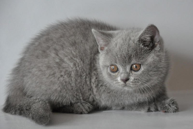 Корат шартрез Картезианская кошка