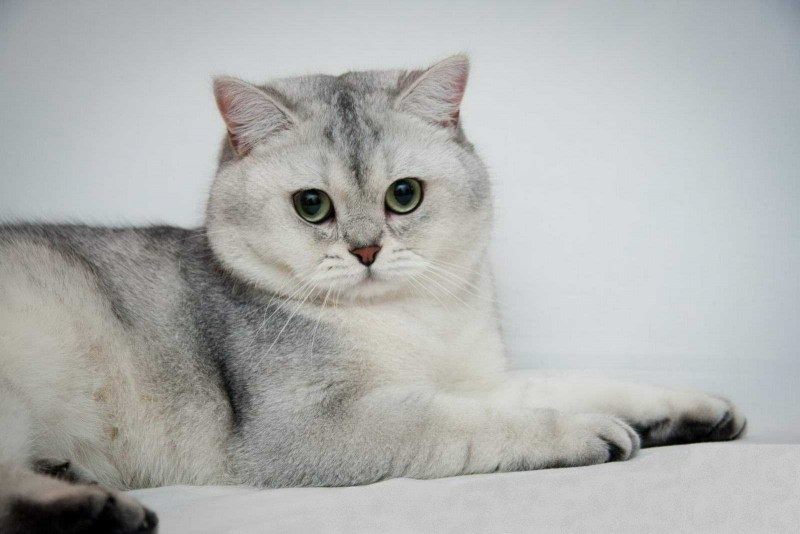 Британская короткошёрстная кошка прямоухая