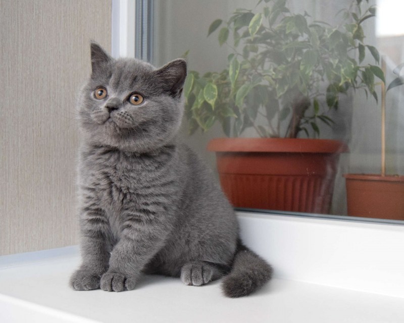 Британская кошка прямоухая серая короткошерстная