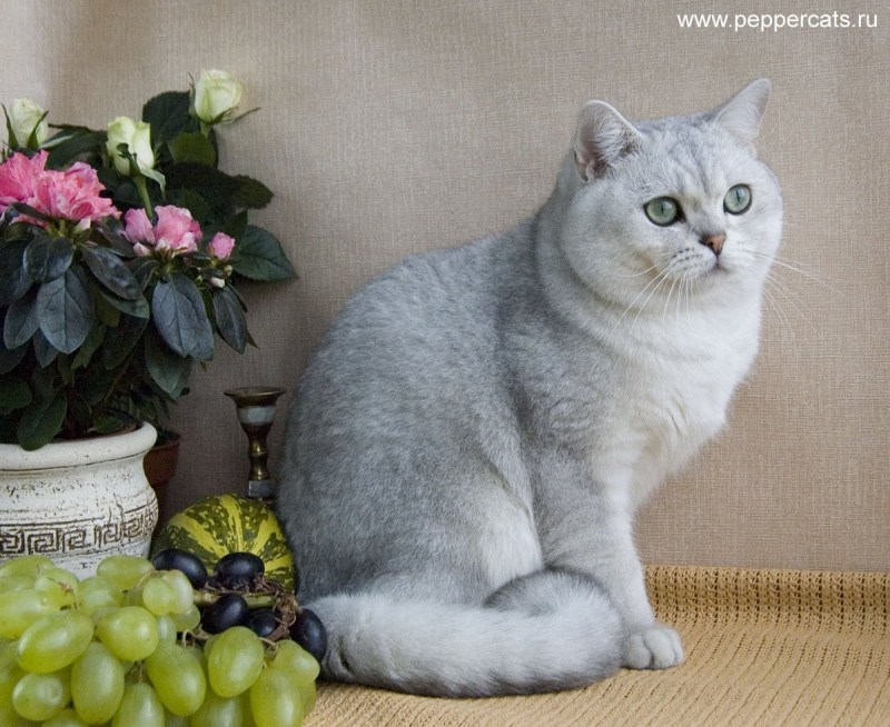 Британская короткошёрстная кошка