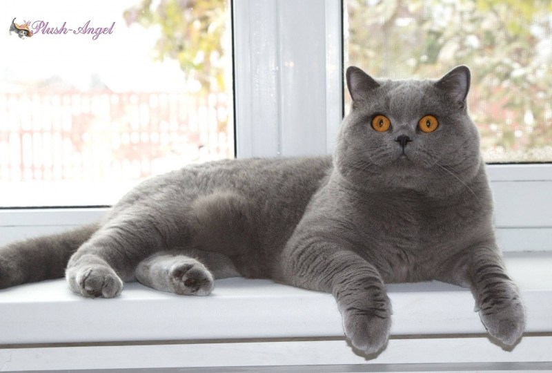 Британская короткошерстная вискас