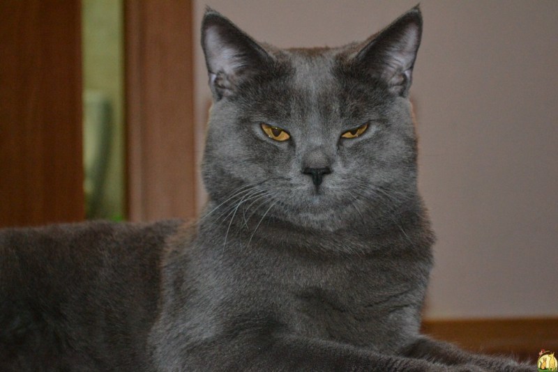 Котята породы британец