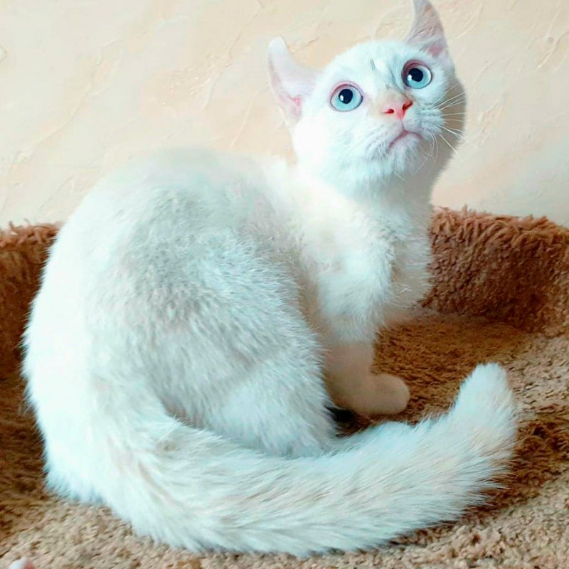 Манчкин кинкалоу