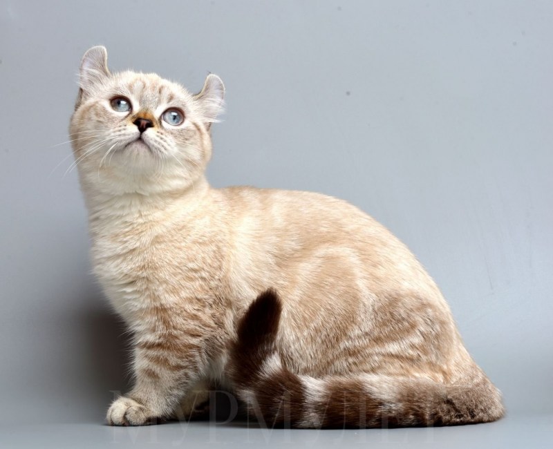 Котята породы кинкалоу