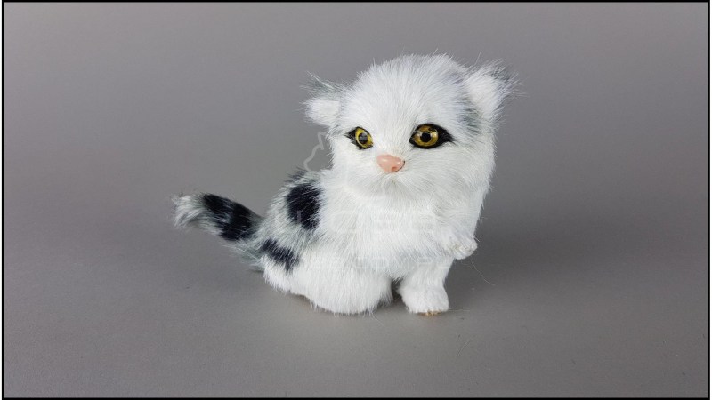 Американский кёрл короткошёрстный