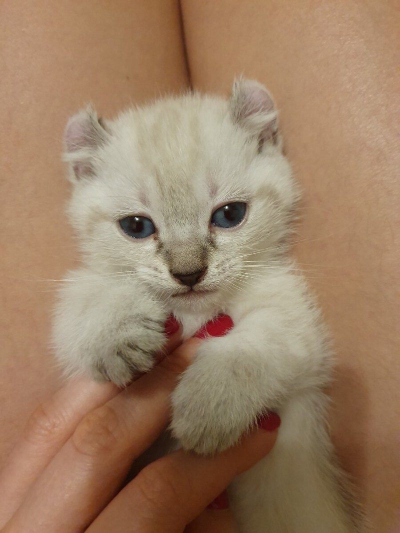 Котята породы Манчкин