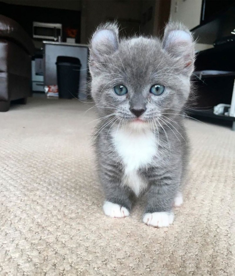 Кинкалоу котята