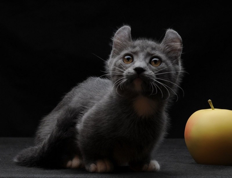 Манчкин кинкалоу котенок