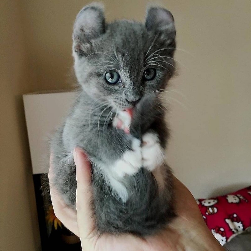 Котята породы кинкалоу