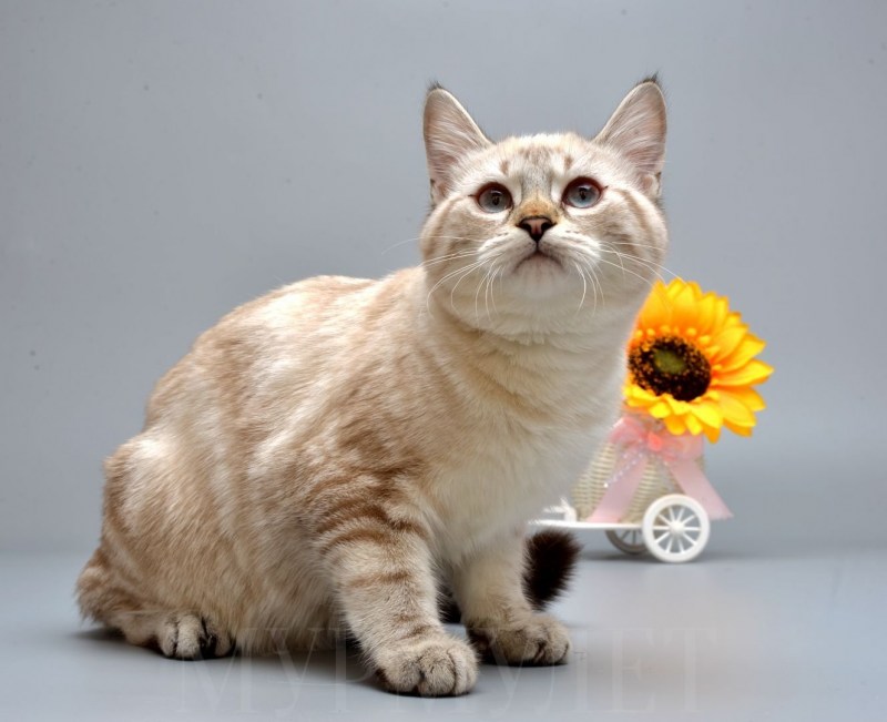 Мягкие игрушки котята дорогие
