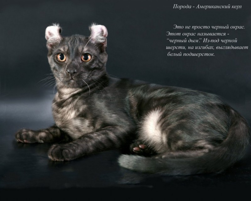 Кинкалоу питомник