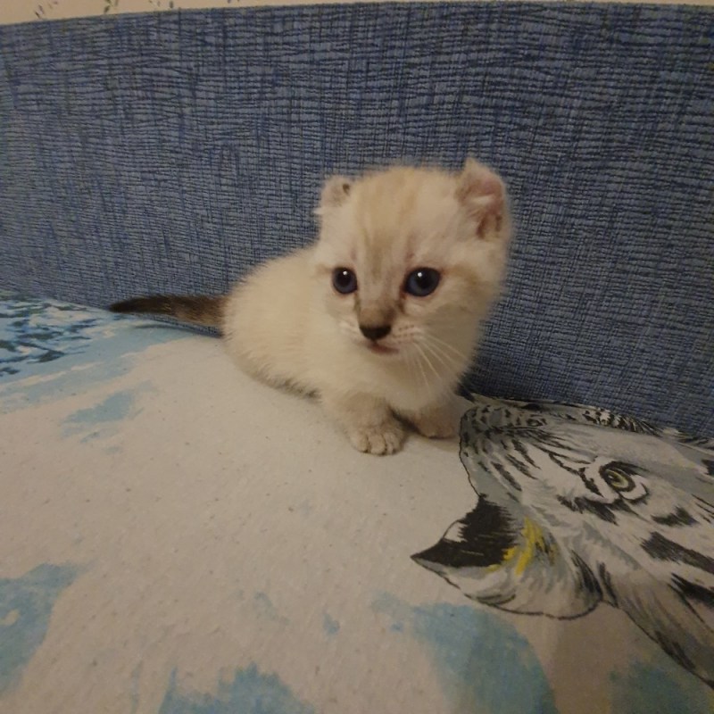 Японский Манчкин кошка