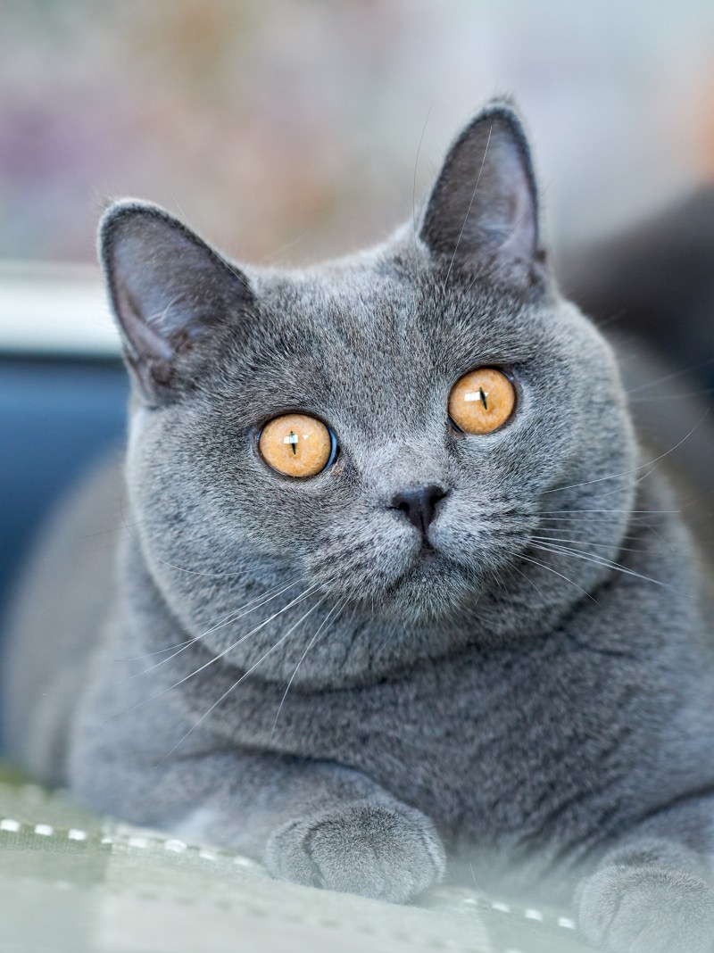 Британская короткошёрстная кошка