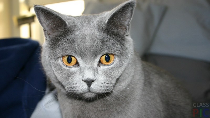 Русская голубая кошка короткошерстная серая