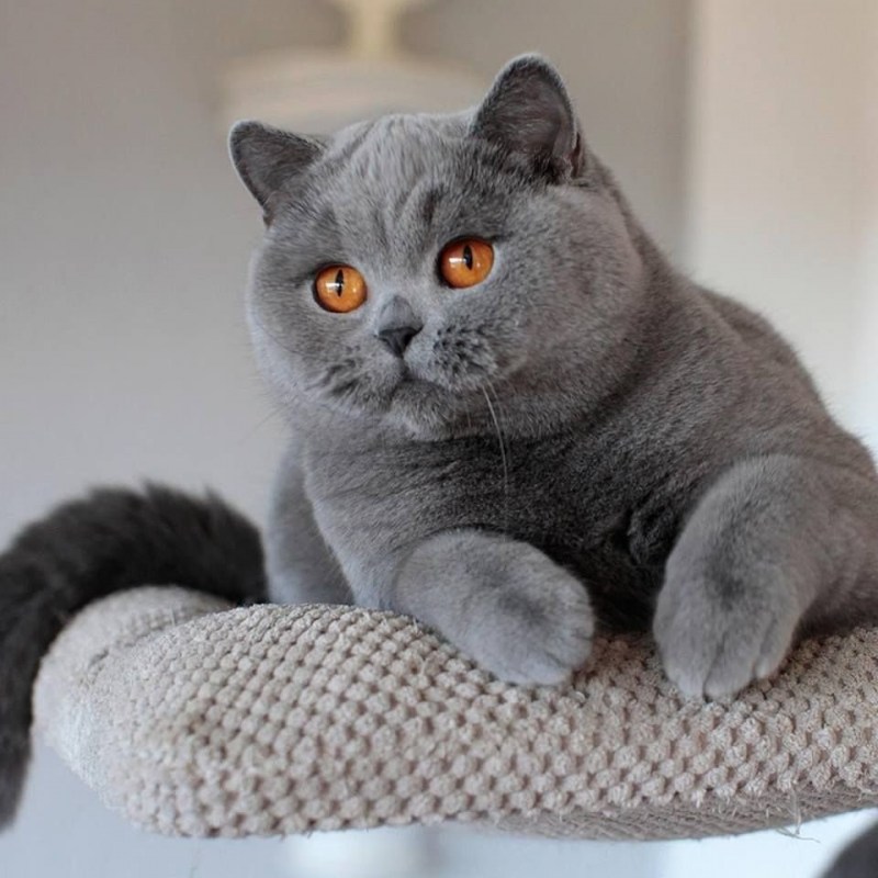 Русская голубая кошка крысоловка