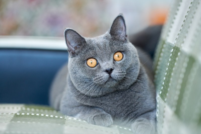 Британская короткошёрстная кошка