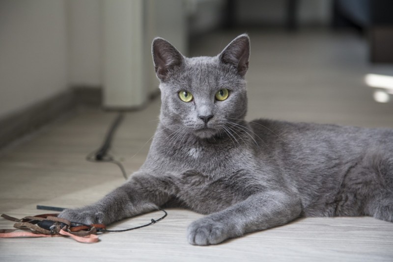 Русская голубая кошка короткошерстная серая