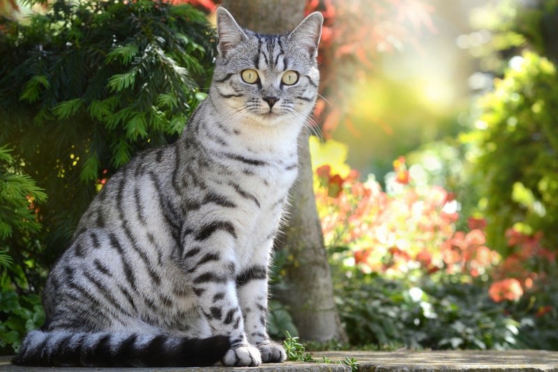 Витанская короткошёрстная кошка