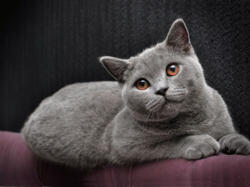Сибирский голубая кошка короткошерстная