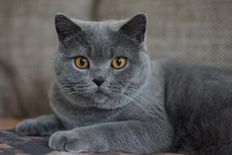 Скоттиш шартрез