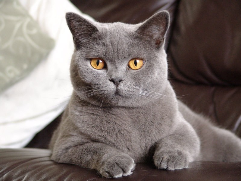 Британская короткошёрстная кошка