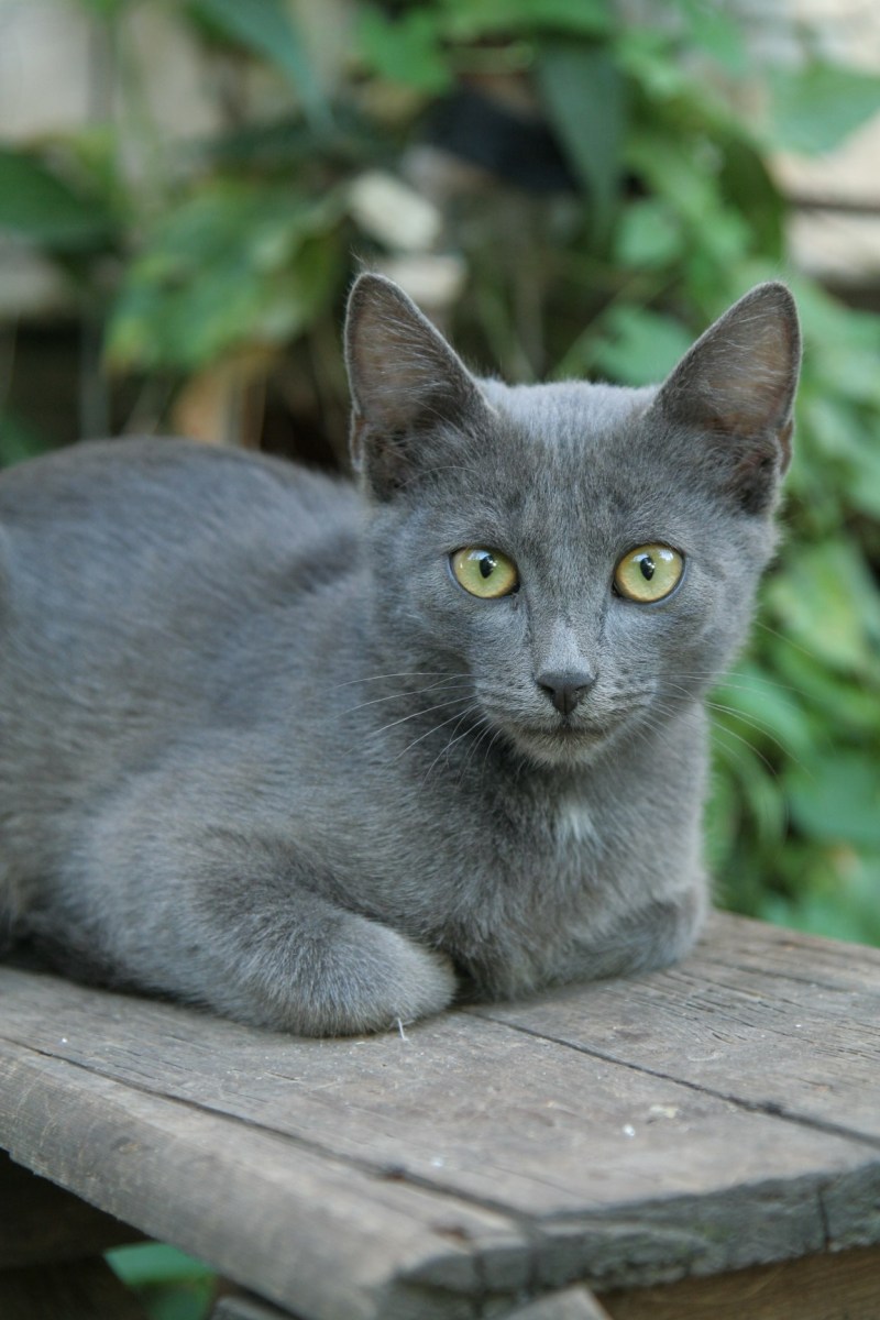 Британская короткошёрстная кошка голубая