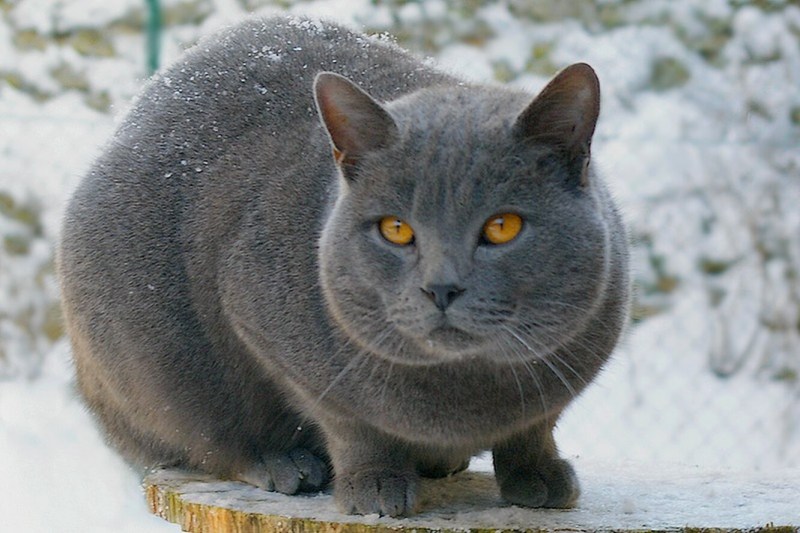 Кошки породы шартрез
