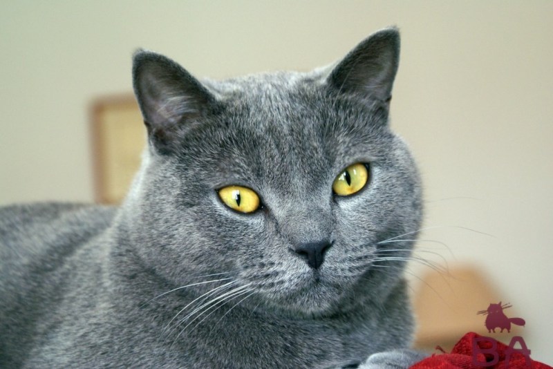 Британская кошка короткошерстная серая