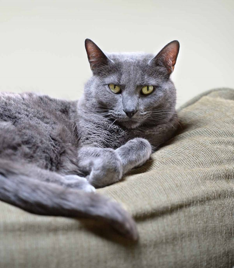 Котята породы Корат