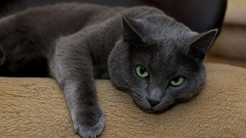 Русская голубая короткошерстная кошка