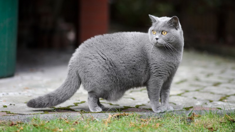 Кот Корат