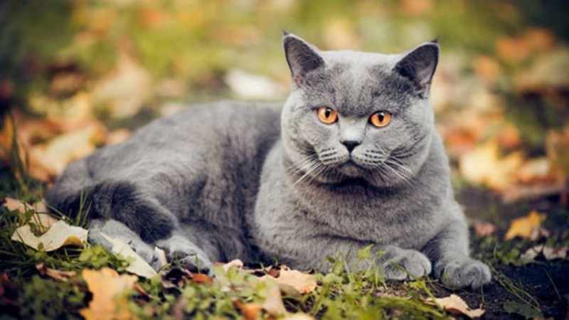 Британская короткошёрстная кошка