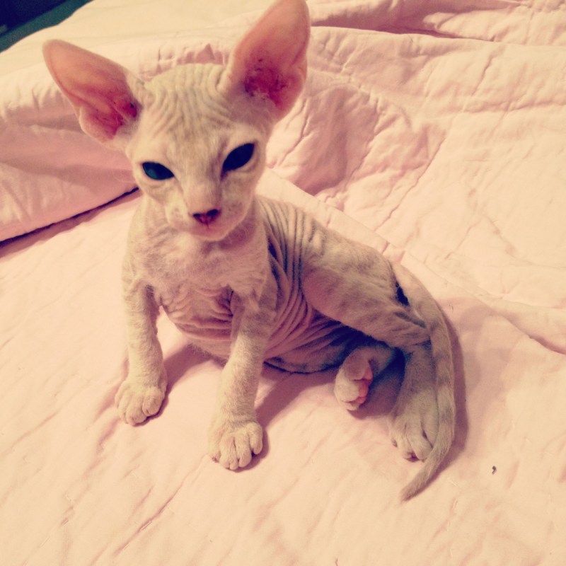 Кот браш сфинкс
