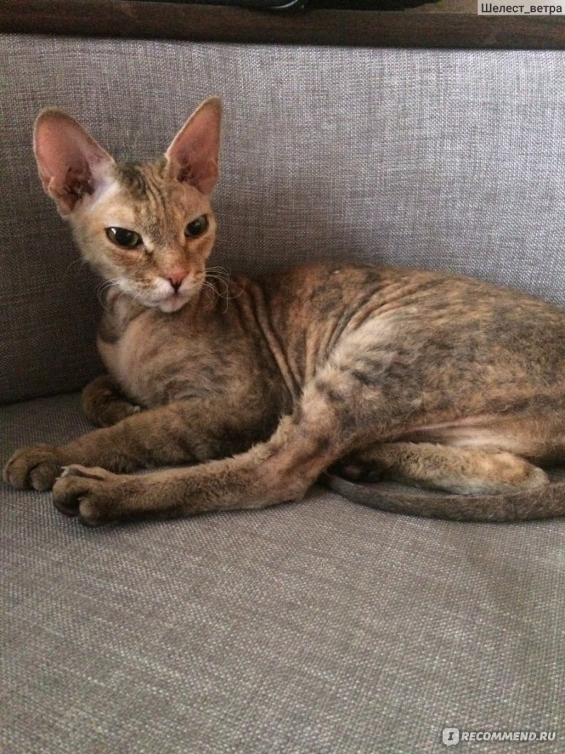 Кошка сфинкс браш