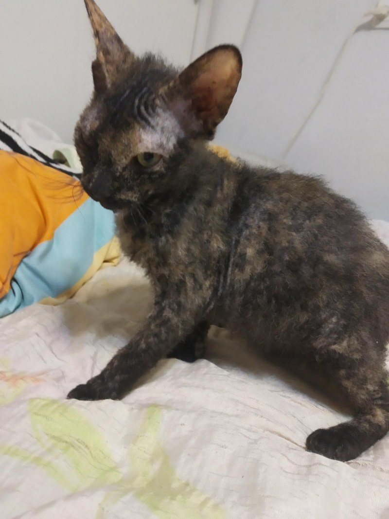 Котята браш Донской сфинкс