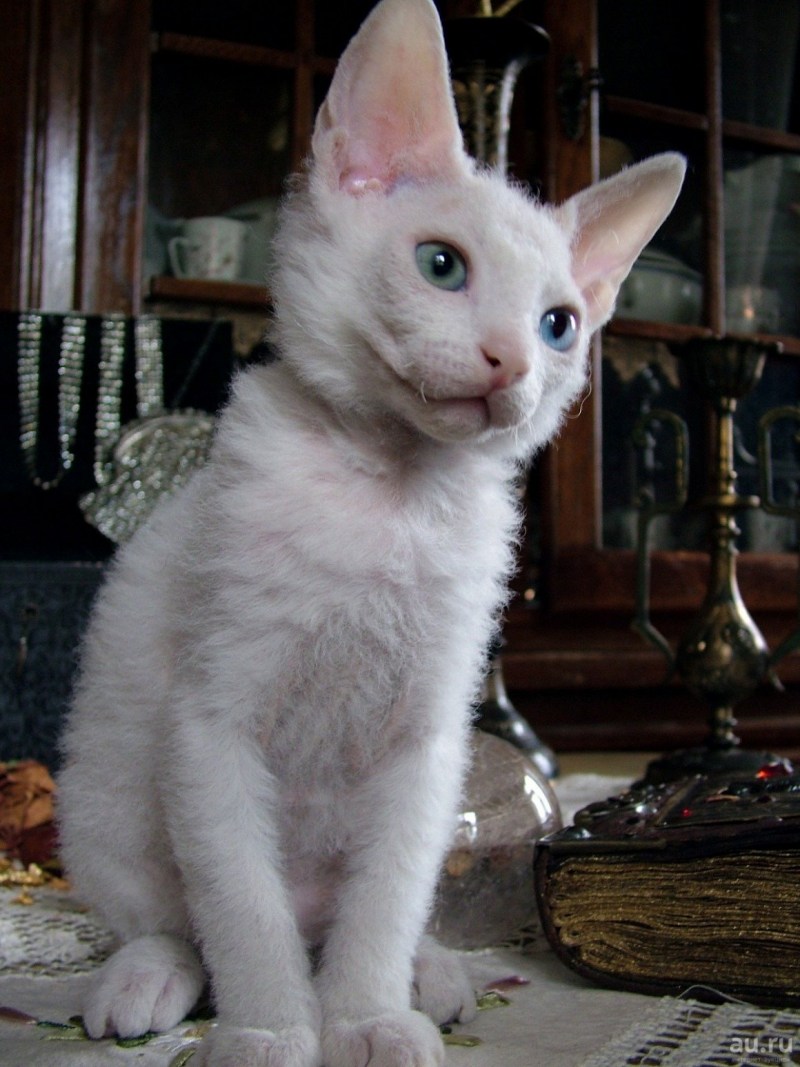 Котята браш Донской сфинкс
